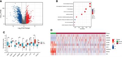 Identification of a pyroptosis-related lncRNA signature in the regulation of prognosis, metabolism signals and immune infiltration in lung adenocarcinoma